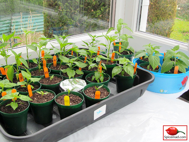 Chilli Plants in the Porch - 30th March 2022