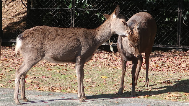 奈良公園 シカ