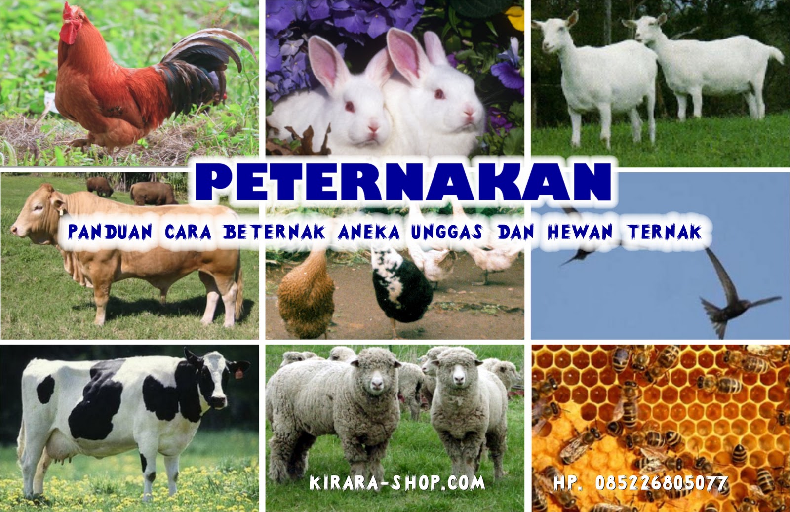 cara usaha penggemukan sapi