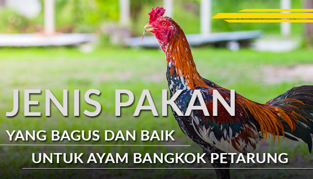 Makanan Ayam Bangkok Juara Paling Rekomendasi - S128 - SV388 - Sabung