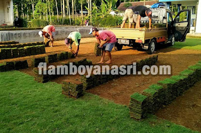 Jasa Tanam Rumput Untuk Bandara