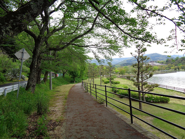 この桜並木からの東郷湖　満開のころ来てみたい