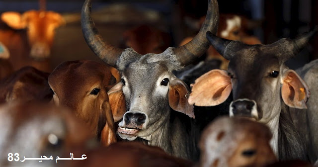 القبض على 3 أشخاص يشتبه بقتلهم مسلم للاشتباه في حيازته لحوم أبقار القبض على 3 أشخاص يشتبه بقتلهم مسلم للاشتباه في حيازته لحوم أبقار