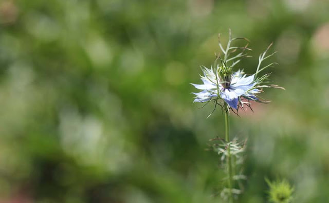 Love-in-a-Mist Flowers