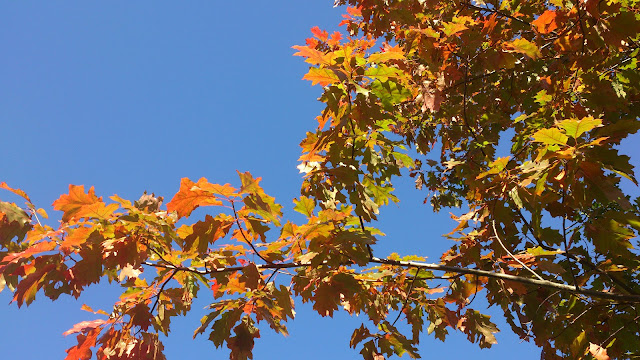 leaves contemplation