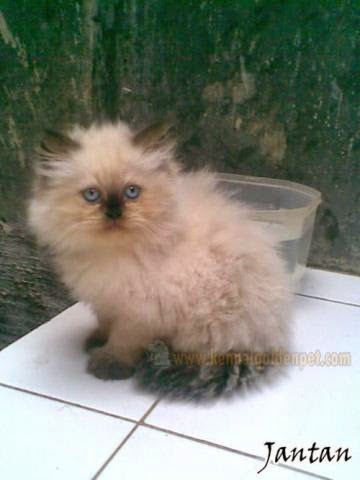  Kucing  Himalaya  Penitipan Kucing  Murah Jogja Kucing  