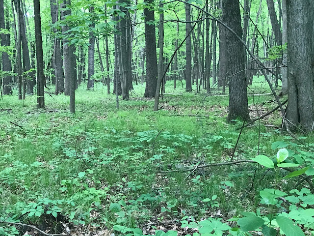 Forest, Trees, Nature