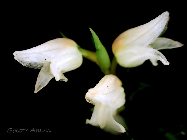 Goodyera foliosa