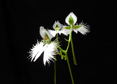 Pecteilis radiata care and culture