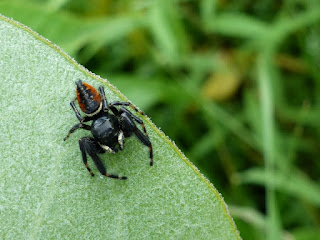 Phidippus clarus - Araignée sauteuse 