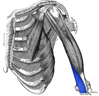 brachialis muscle