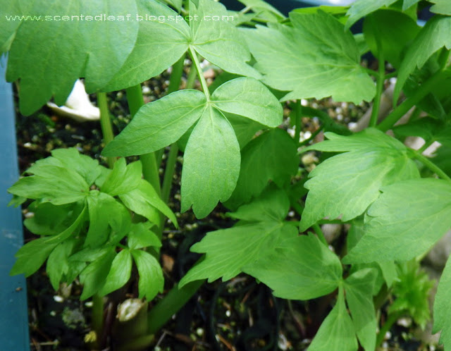  Lovage/ Levisticum officinale leaves, a tasteful ingredient