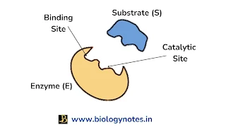 Active Site of Enzyme - Definition, Function, Examples