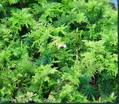 11-moss