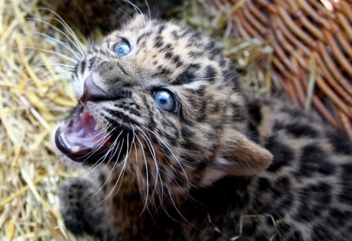 Gambar Anak Harimau Bintang