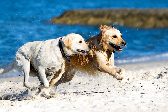 Two Dog Running Wallpaper