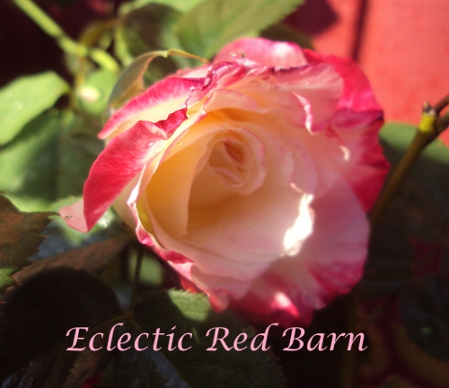 Variegated Pink Rose