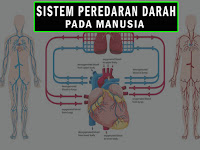 Sistem Peredaran Darah Materi IPA Tema 4 Kelas 5 SD Kurikulum 2013