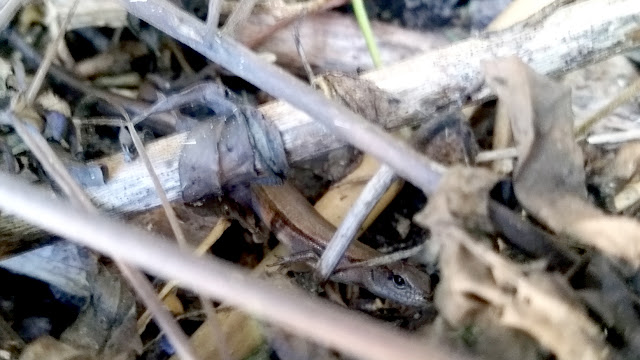 Ground skink, Scincella lateralis, crawls through garden leaf litter