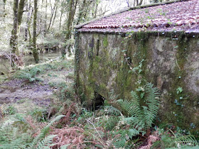 by E.V.Pita.... Spain, amazing rain forest in River Barragan (Pazos de Borben) / Por E.V.Pita.... Sorprendente bosque del río Barragan (Galicia, Pazos de Borbén y Fornelos de Montes) / A fraga do Barragán