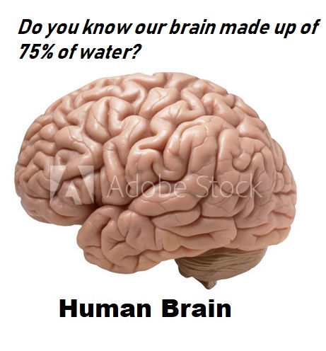 Human Brain Facts in Hindi by Hindi-Facts-Daily