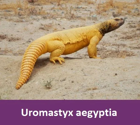 ماذا يأكل الضب,اكل الضب,الاسم العلمي للضب.ضب اسمة العلمي  (Uromastyx),ما هو التصنيف العلمي للضب,انواع  الضبان ,ضب مصري ,ضب بنتي الاسم العلمي هو benti Uromastyx ,ضب ocellatus Uromastyx,ضب phiibyi Uromastyx ,ضب thomasi Uromastyx ,مواصفات جسم او جسد اي ضب,طريقة صيد الضب.,صيد الضب بالماء,صيد الضب بالحبال,صيد الضب بالقنص,اكل الضب,فوائد اكل لحم الضب,حكم اكل لحم الضب,حديث الرسول صل الله عليه وسلم عن اكل الضب,كم عمر الضب؟,بيض الضب,فوائد بيض الضب,