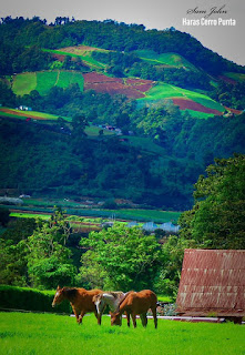 Haras Cerro Punta Chiriquí