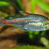 Prety Freshwater Fish - The Glowlight Tetra 