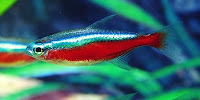 Cardinal Tetra