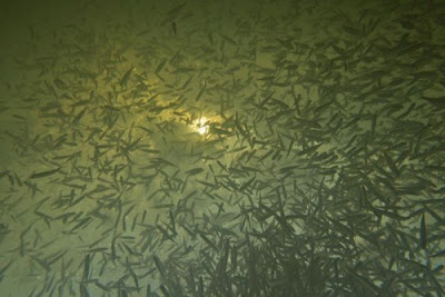 Fish suffocating in pond