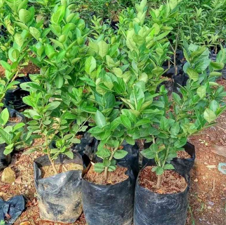 pohon jeruk lemon amrik harga terbaik petani Jakarta Selatan