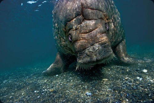 IMAGE IS FOR YOUR ONE-TIME EXCLUSIVE USE ONLY FOR MEDIA PROMOTION OF THE NATIONAL GEOGRAPHIC BOOK "POLAR OBSESSION." NO SALES, NO TRANSFERS.

©2009 Paul Nicklen / National Geographic

A large bull walrus returns to the shores of Prins Karl Forland after diving and feeding on clams. Svalbard, Norway (p. 150)
