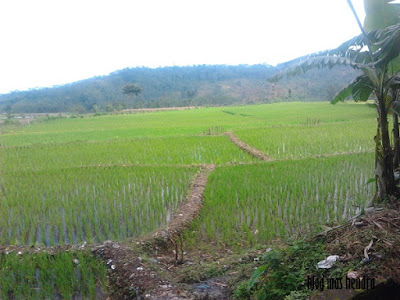 Foto Sawah di Tegal - Blog Mas Hendra