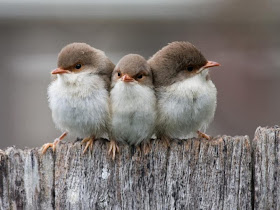 Funny animals of the week - 14 February 2014 (40 pics), three little birds