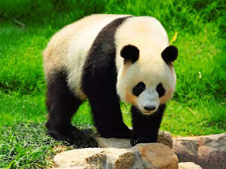 5 Perbedaan antara Panda  dan  Beruang  Farof Blog
