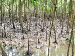 Pasir Ris mangroves swamps