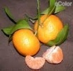 mandarin
