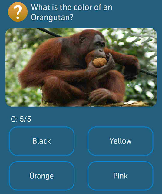 What is the color of an Orangutan?