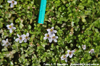 Bacopa enana (Bacopa monnieri)