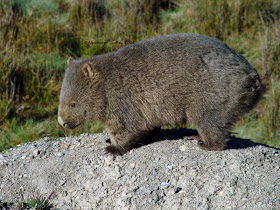 wombat comun Vombatus ursinus