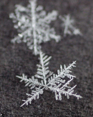 pictures of snowflake