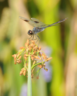 Four-spotted Pennant (Brachymesia gravida)