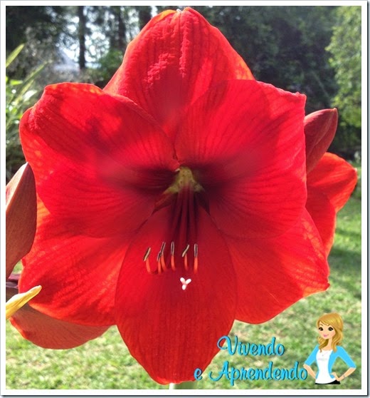 Flor