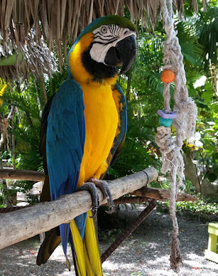 Blue and Yellow Macaw