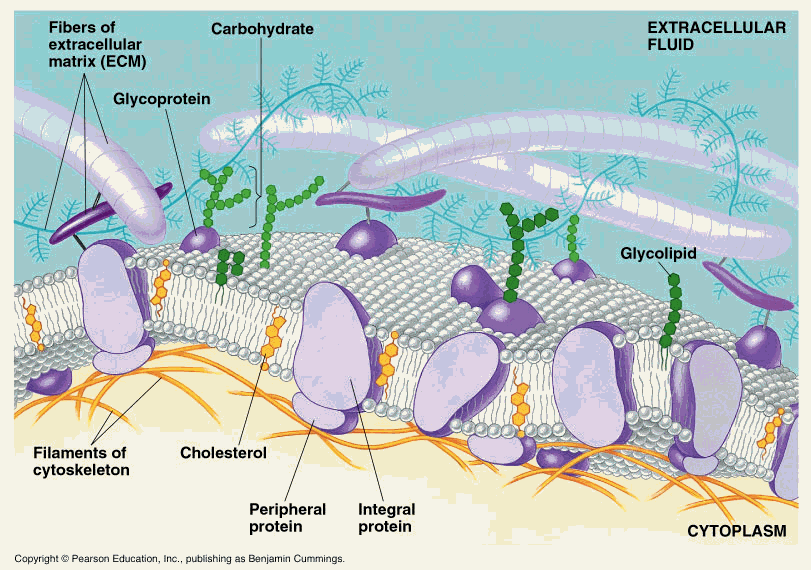animal cell membrane structure. The Plasma membrane structure