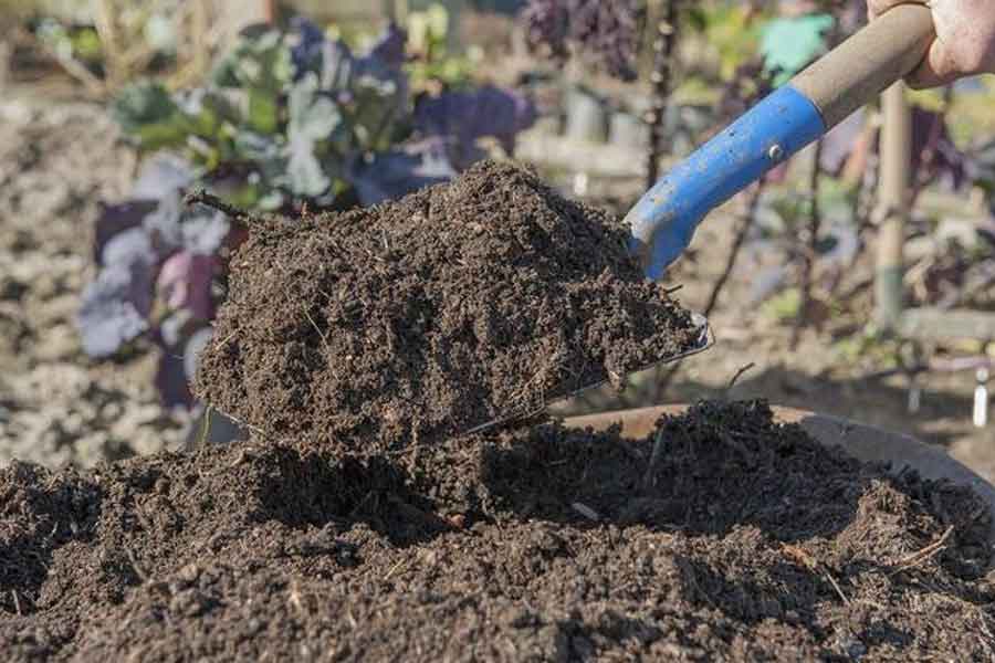 rawatlah tanaman jahe dengan memberikan pupuk kompos