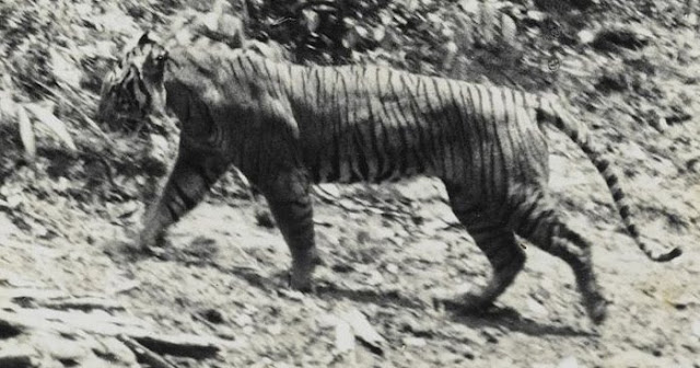 Panthera tigris ssp. sondaica (Harimau Jawa)