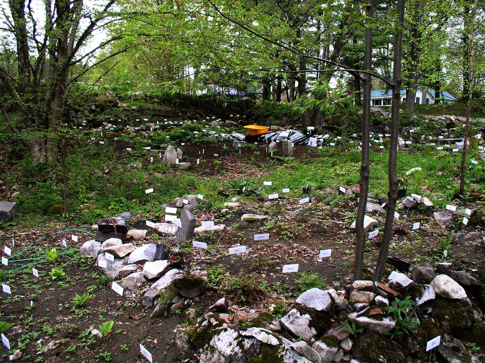Garden Blog Today Gardeners from around the World sharing ...