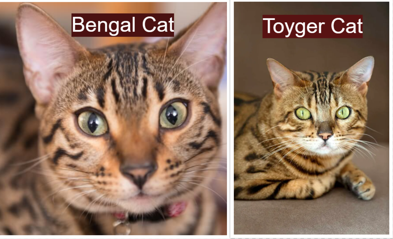 Bengal Cat vs Toyger Cat: Facial Appearance