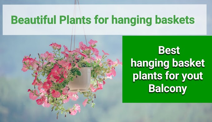 Top 10 best Flower Plants for hanging baskets in 2024